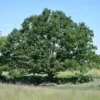 Traubeneiche - Ein Baum fürs ganze Leben