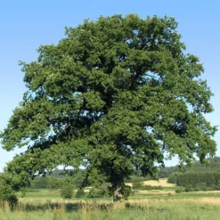 Traubeneiche - Ein Baum fürs ganze Leben