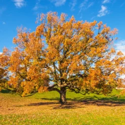 Traubeneiche - Ein Baum fürs ganze Leben