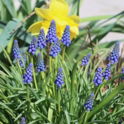Traubenhyazinthen (x10) - Blaues Blütenmeer im Frühling