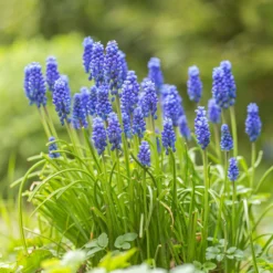 Traubenhyazinthen (x10) - Blaues Blütenmeer im Frühling