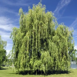 Trauerweide - Sofort mehr Grün im Garten