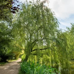 Trauerweide - Sofort mehr Grün im Garten