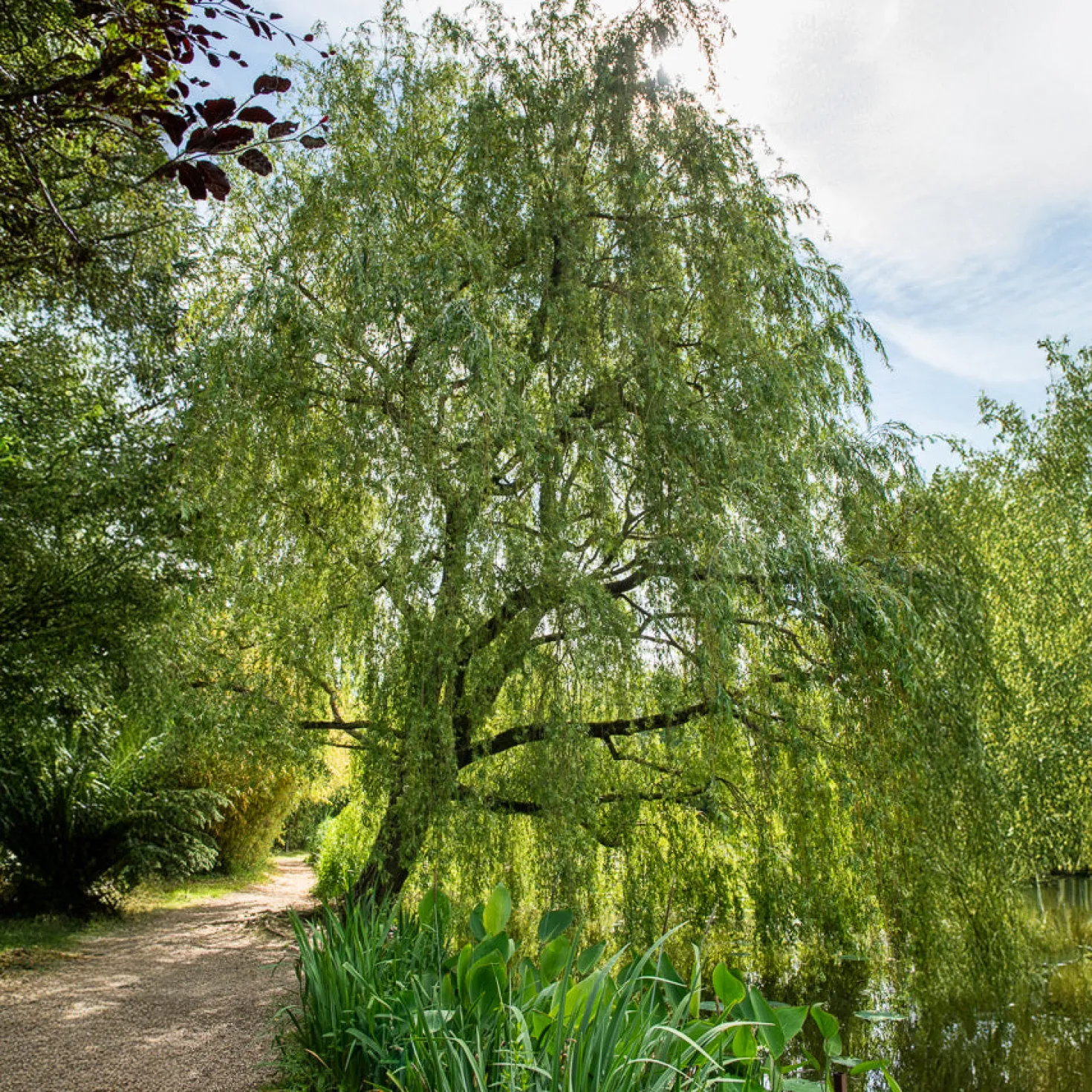 Trauerweide - Sofort mehr Grün im Garten