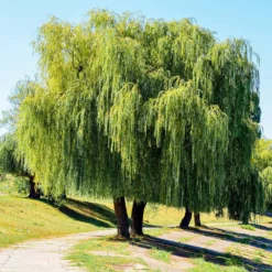 Trauerweide - Sofort mehr Grün im Garten