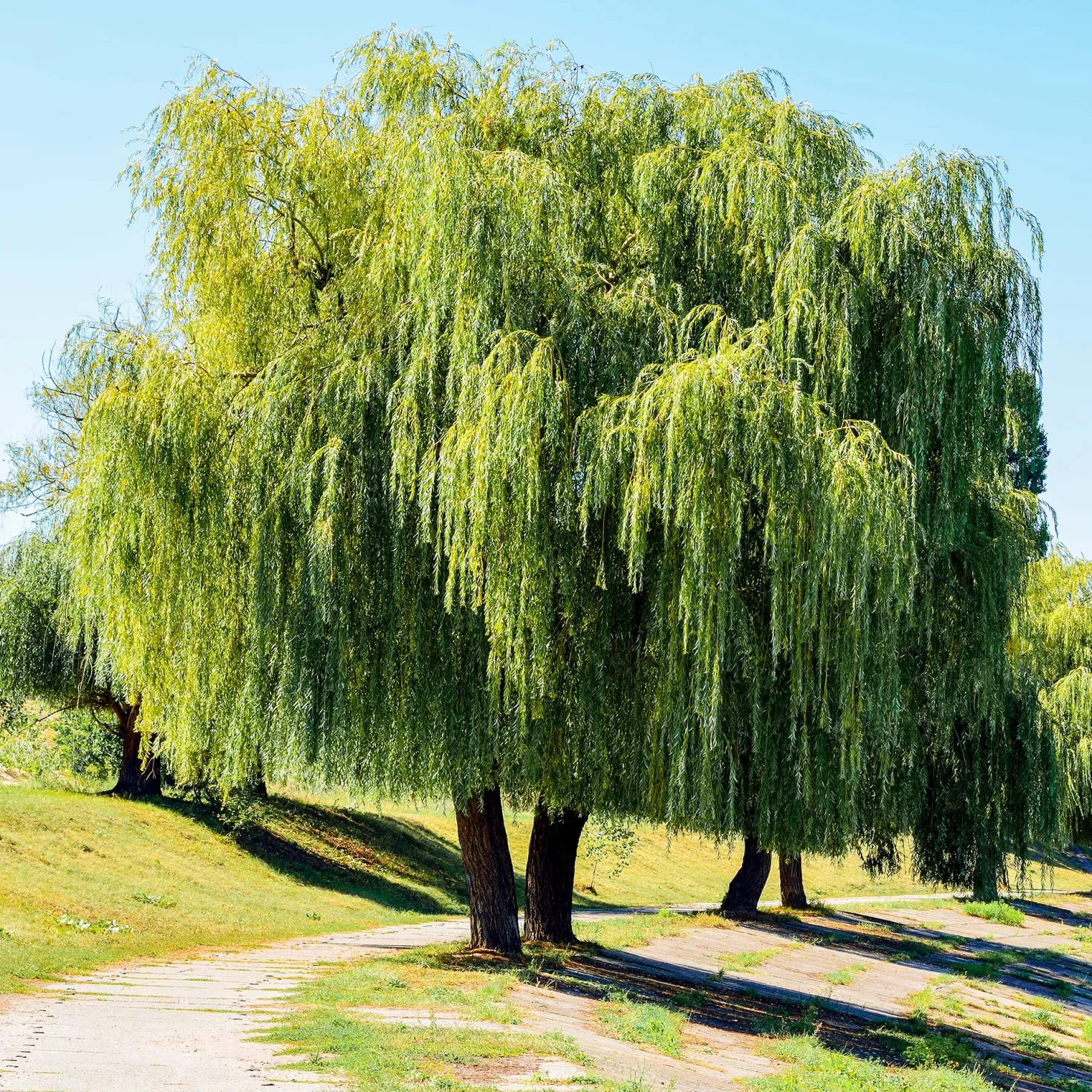 Trauerweide - Sofort mehr Grün im Garten