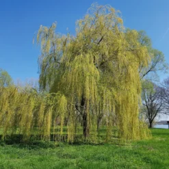 Trauerweide - Sofort mehr Grün im Garten
