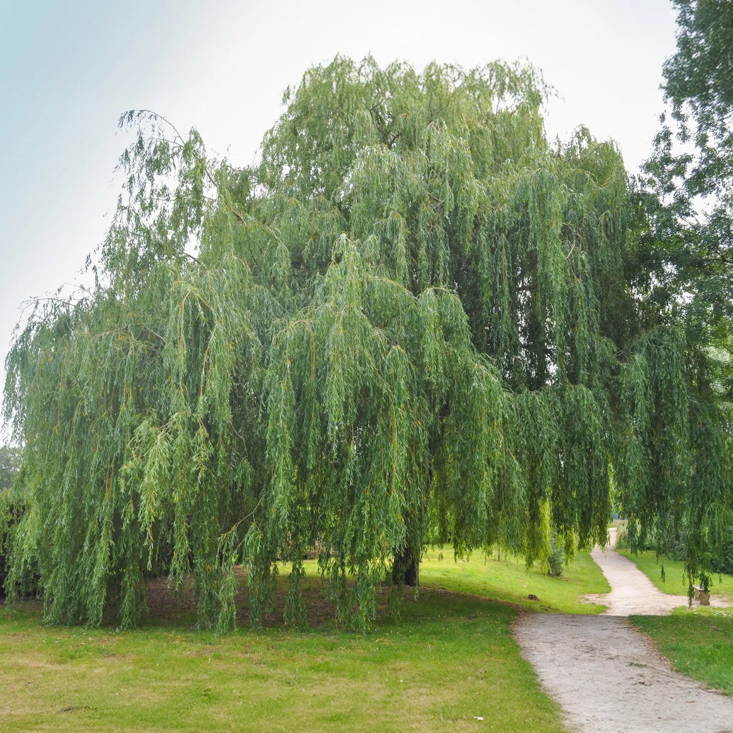 Trauerweide - Sofort mehr Grün im Garten