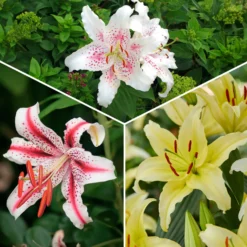 Trio duftende orientalische Lilien - Duft, der den Garten füllt