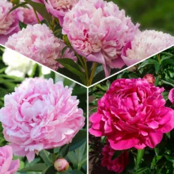 Trio rosa und rote Pfingstrosen - Drei Farben, ein Wow-Effekt