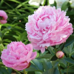 Trio rosa und rote Pfingstrosen - Drei Farben, ein Wow-Effekt