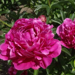Trio rosa und rote Pfingstrosen - Drei Farben, ein Wow-Effekt