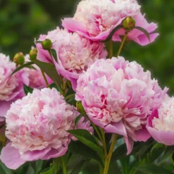 Trio rosa und rote Pfingstrosen - Drei Farben, ein Wow-Effekt