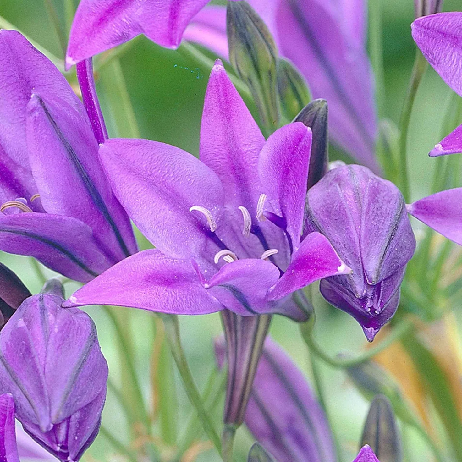 Triteleie 'Queen Fabiola' (x100) - Sternenblau ohne Aufwand