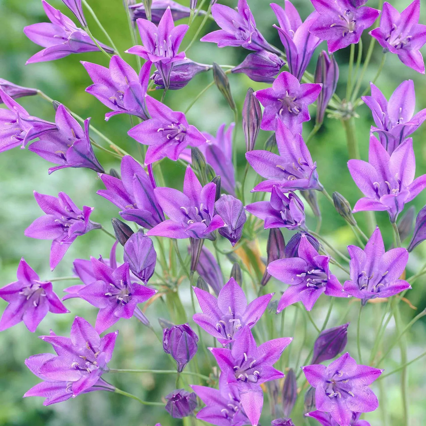 Triteleie 'Queen Fabiola' (x100) - Sternenblau ohne Aufwand