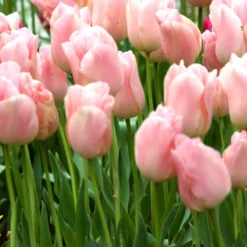 Triumph-Tulpen Apricot Beauty - Aprikosenfarben und duftend