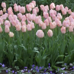 Triumph-Tulpen Apricot Beauty - Aprikosenfarben und duftend