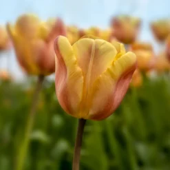 Triumph-Tulpen Apricot Foxx - Aprikosenfarben im Frühling