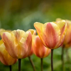 Triumph-Tulpen Apricot Foxx - Aprikosenfarben im Frühling