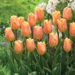 Triumph-Tulpen ‘Belleville’ (x10) - Kräftiges Orange im April