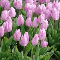 Triumph-Tulpen Candy Prince - Zartrosa Frühlingszauber