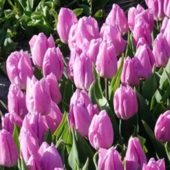 Triumph-Tulpen Candy Prince - Zartrosa Frühlingszauber