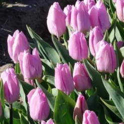Triumph-Tulpen Candy Prince - Zartrosa Frühlingszauber