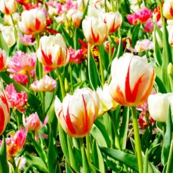 Triumph-Tulpen ‘Carnaval de Rio’ (x10) - Flammend rot-weiß gestreift