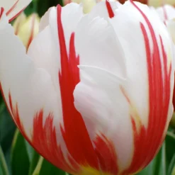 Triumph-Tulpen ‘Carnaval de Rio’ (x10) - Flammend rot-weiß gestreift