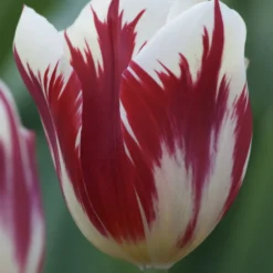 Triumph-Tulpen ‘Grand Perfection’ (x10) - Flammendes Rot-Weiß im Beet