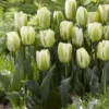 Triumph-Tulpen Green Spirit - Grün blüht anders