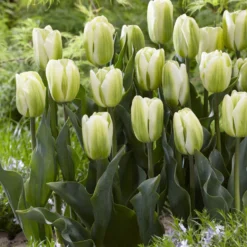 Triumph-Tulpen Green Spirit - Grün blüht anders