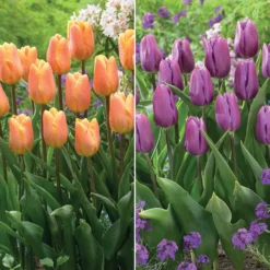 Triumph-Tulpen Kollektion ‘Belleville’ & ‘Blue Beauty’ (x20) - Zwei Farben, ein Frühling