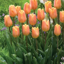 Triumph-Tulpen Kollektion ‘Belleville’ & ‘Blue Beauty’ (x20) - Zwei Farben, ein Frühling