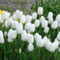 Triumph-Tulpen Royal Virgin - Reinweiß im Frühling