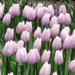 Triumph-Tulpen Silver Cloud - Zartrosa Frühlingsträume