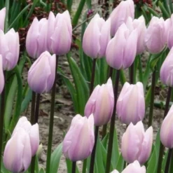 Triumph-Tulpen Silver Cloud - Zartrosa Frühlingsträume