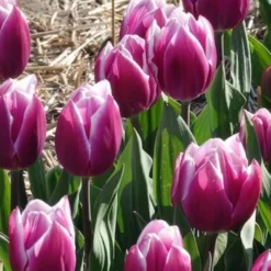 Triumph-Tulpen Synaeda Blue (x7) - Violettes Blau im Frühling