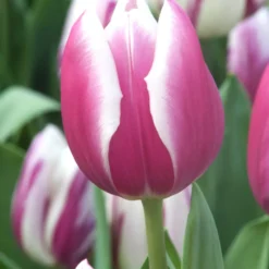 Triumph-Tulpen Synaeda Blue (x7) - Violettes Blau im Frühling