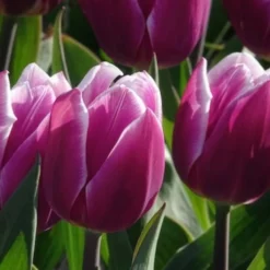 Triumph-Tulpen Synaeda Blue (x7) - Violettes Blau im Frühling