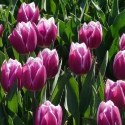 Triumph-Tulpen Synaeda Blue (x7) - Violettes Blau im Frühling