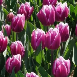 Triumph-Tulpen Synaeda Blue (x7) - Violettes Blau im Frühling