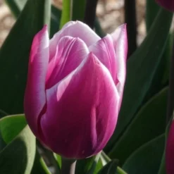 Triumph-Tulpen Synaeda Blue (x7) - Violettes Blau im Frühling