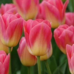 Triumph-Tulpen Tom Pouce - Zweifarbig und duftend