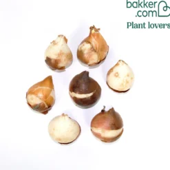 Triumph-Tulpen Tom Pouce - Zweifarbig und duftend