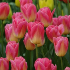 Triumph-Tulpen Tom Pouce - Zweifarbig und duftend