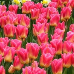 Triumph-Tulpen Tom Pouce - Zweifarbig und duftend