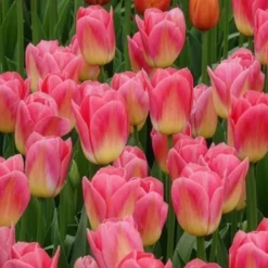 Triumph-Tulpen Tom Pouce - Zweifarbig und duftend