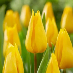 Triumph-Tulpe Yokohama - Sonnengelb im Frühlingsbeet
