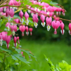 Tränendes Herz - Herzblüten, die verzaubern